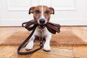 pets, divorce, illinois divorce attorney